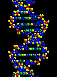 DNA_Molecule.jpg